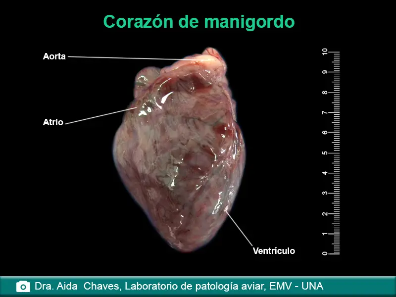 anatomia externa del corazon de un ave - Qué es la parte externa del corazón