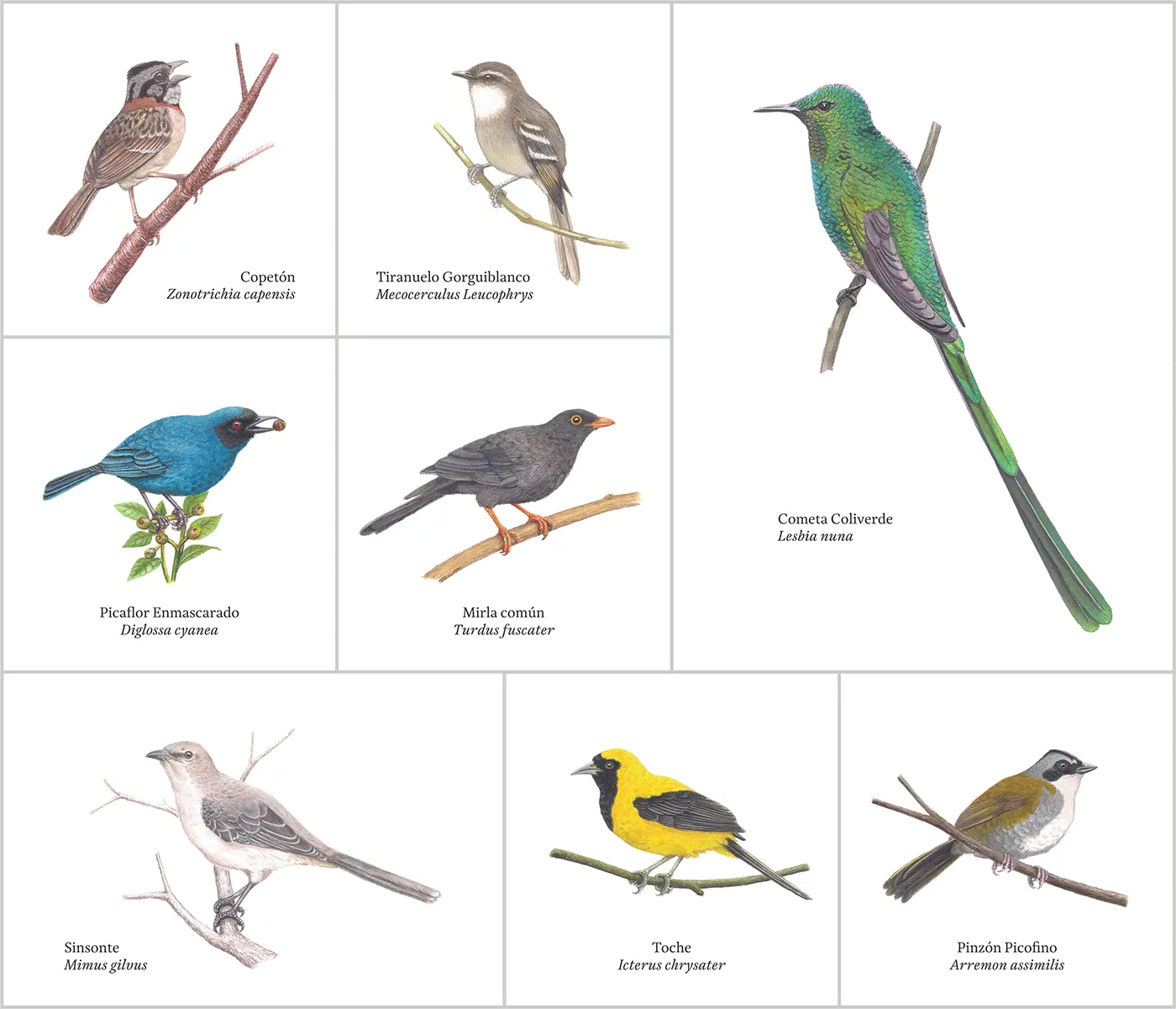 pajaros de la sabana - Qué es la sabana y qué animales habitan en ella