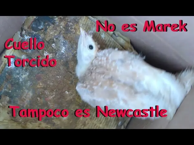cuello torcido en aves - Qué es la tortícolis en aves