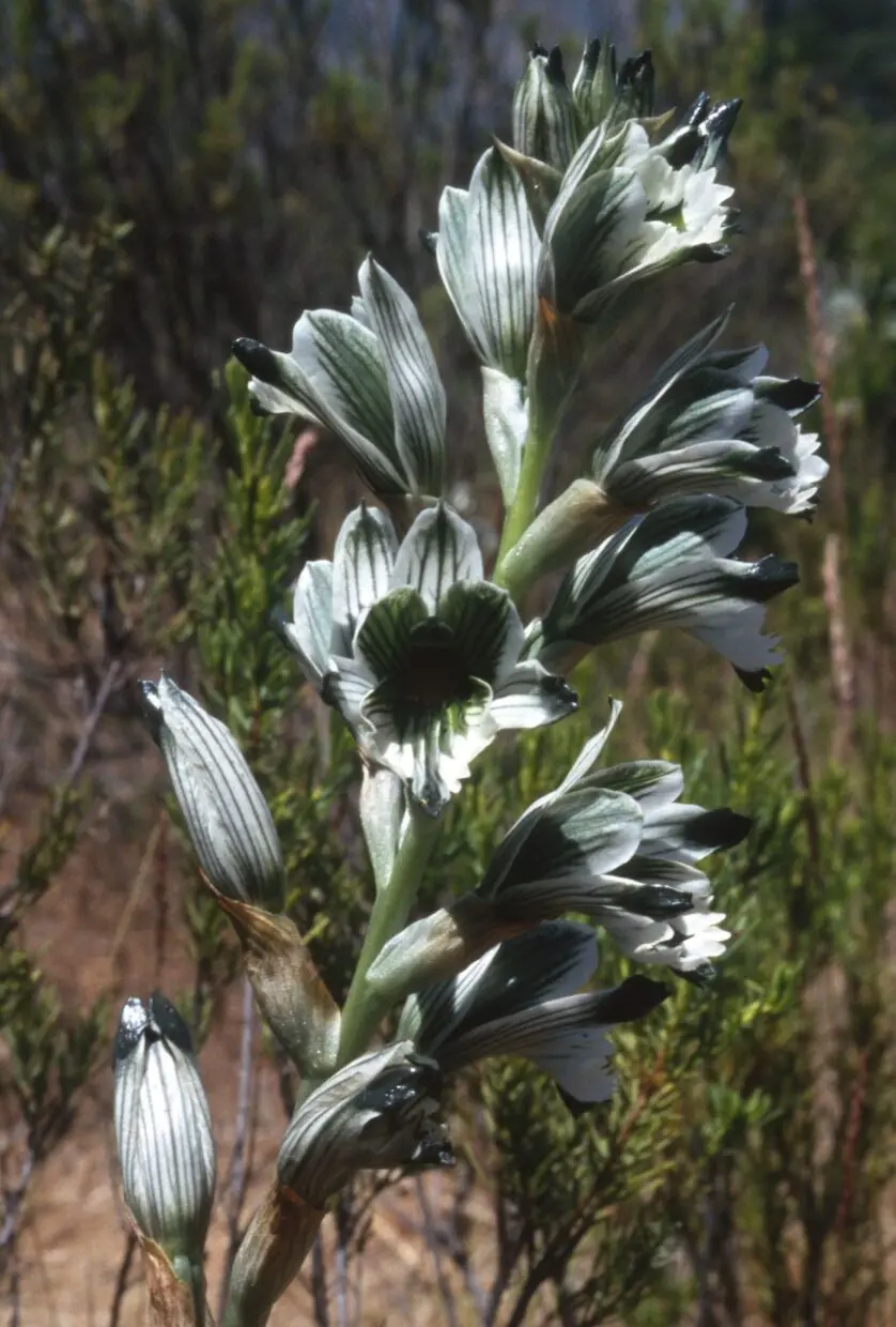 Orquídea Lengua de Loro: La joya de la naturaleza - Qué es lo más importante de la orquídea orquidea lengua.de loro - Qué es lo más importante de la orquídea