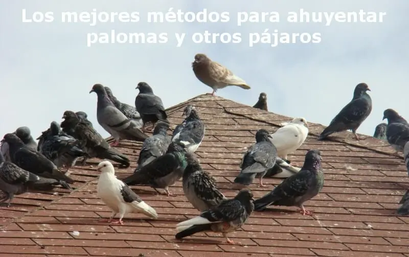 El mejor método para ahuyentar palomas: El pájaro ahuyenta palomas - Qué es lo mejor para ahuyentar palomas pajaro ahuyenta palomas - Qué es lo mejor para ahuyentar palomas