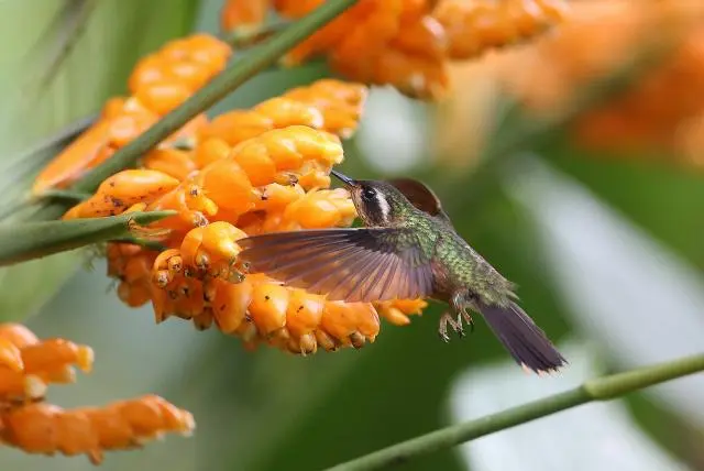 aves y abejas - Qué es lo que más atrae a las abejas