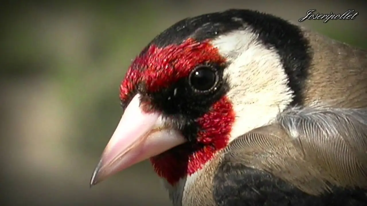 Cómo hacer cantar a un jilguero de pájaro - Qué es lo que más le gusta a los jilgueros como aser cantar un gilgero de pajaro - Qué es lo que más le gusta a los jilgueros