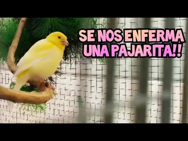 asma en aves - Qué es lo que provoca el asma