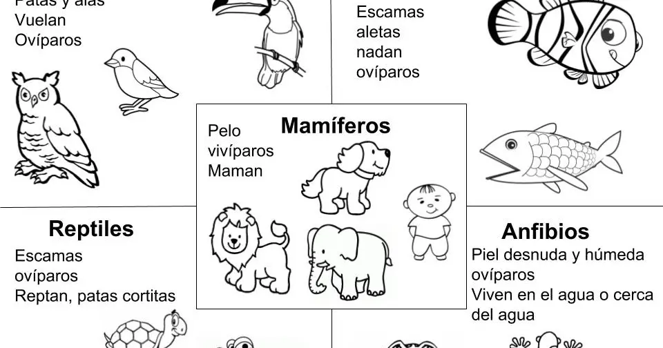 animales para pintar reptil ave mamifero - Qué es mamifero AVE