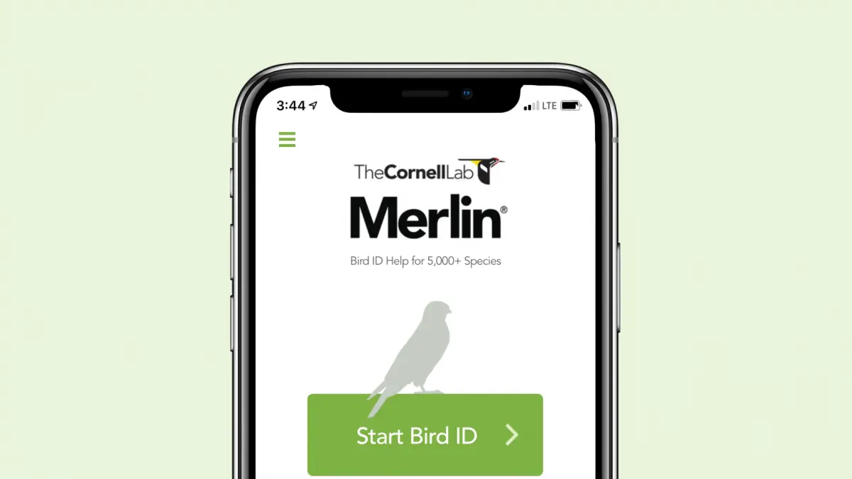 aplicación para identificar cantos de aves - Qué es Merlin app