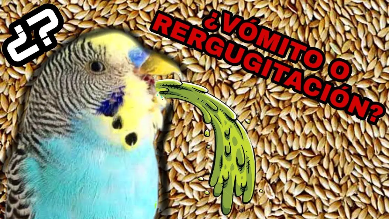 porque regurgitan las aves - Qué es regurgitar en aves