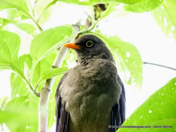 como se escribe pajaros malos - Qué es significa mal agüero