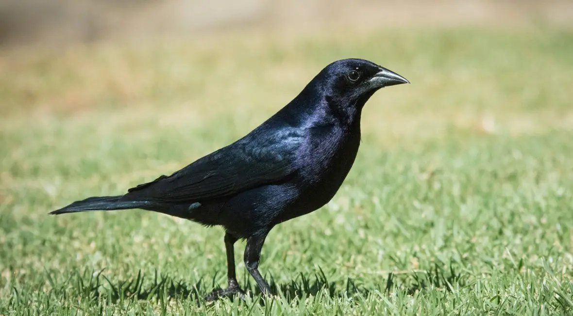 ave negra chilena - Qué es tordo en Chile