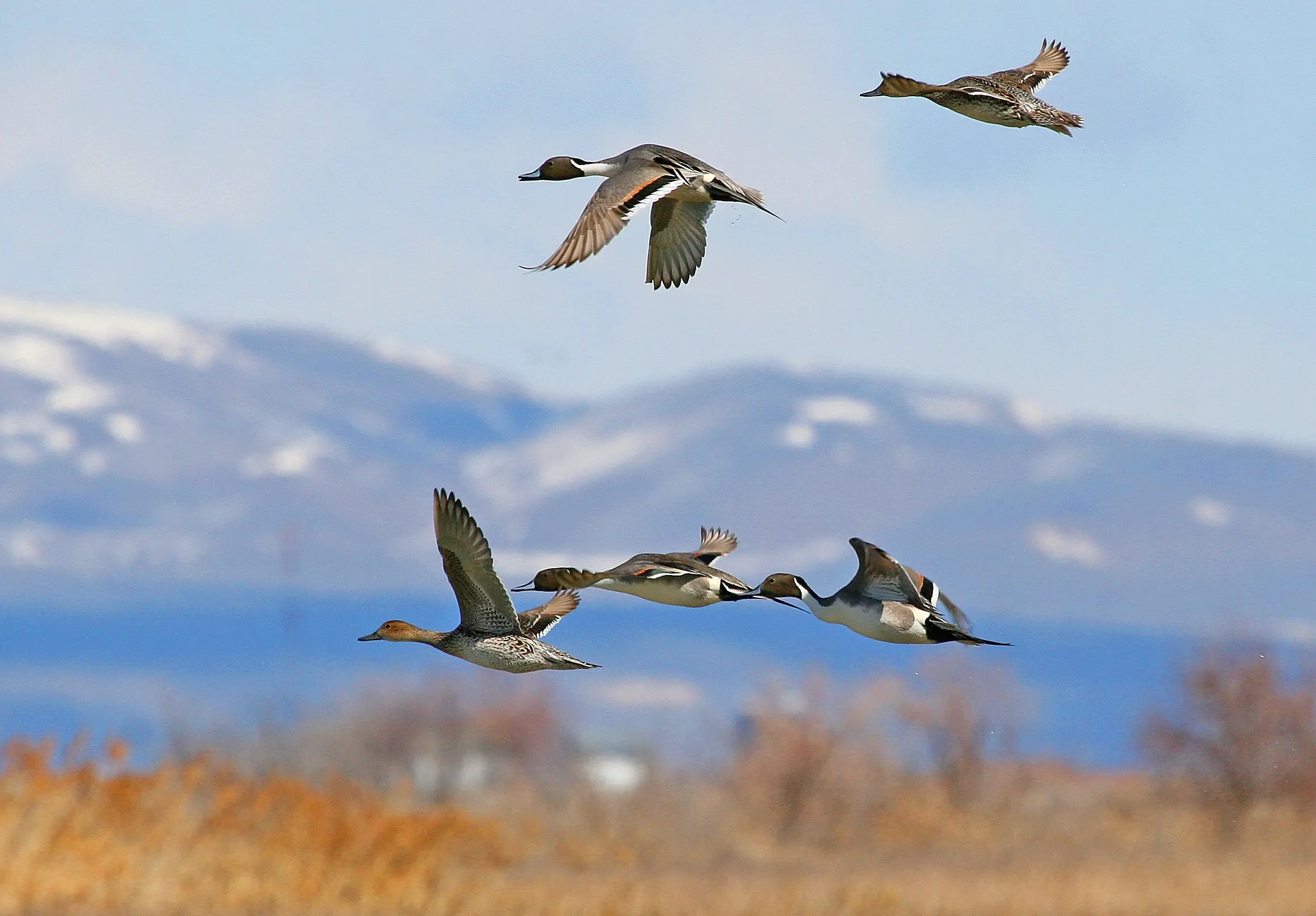 areas de importancia para la conservación de aves argentina - Qué es un aicas