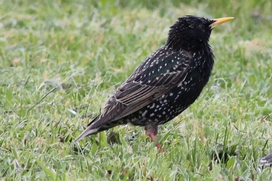 a que ave pertenese pichon negro con plumas blancas - Qué es un Alcamari