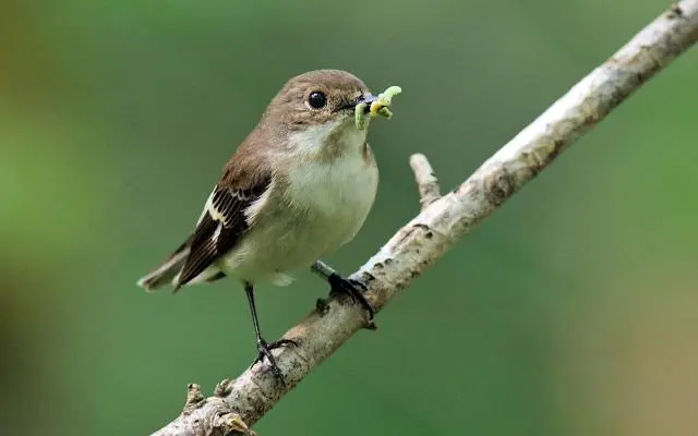 aves comiendo insectos - Qué es un ave insectívora