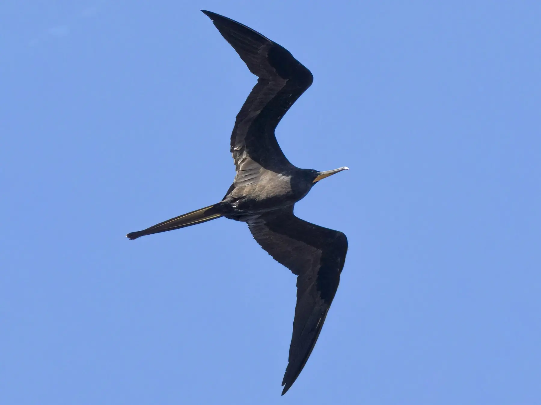 ave marina voladora y buceadora crucigrama - Qué es un ave marina buceadora