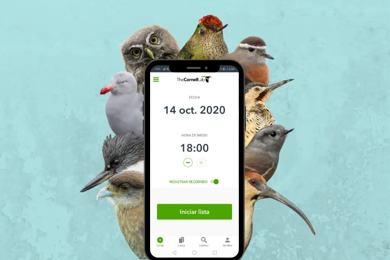 Base de datos de aves: La tutorial definitiva - Qué es un ave PDF base de datos de aves - Qué es un ave PDF
