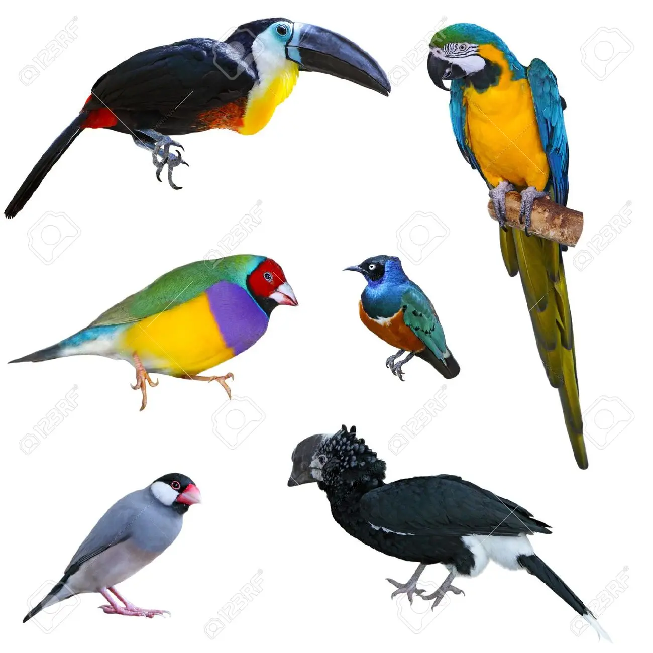 Aves Tropicales: Una Maravilla de la Naturaleza - Qué es un ave tropical aves tropicales - Qué es un ave tropical