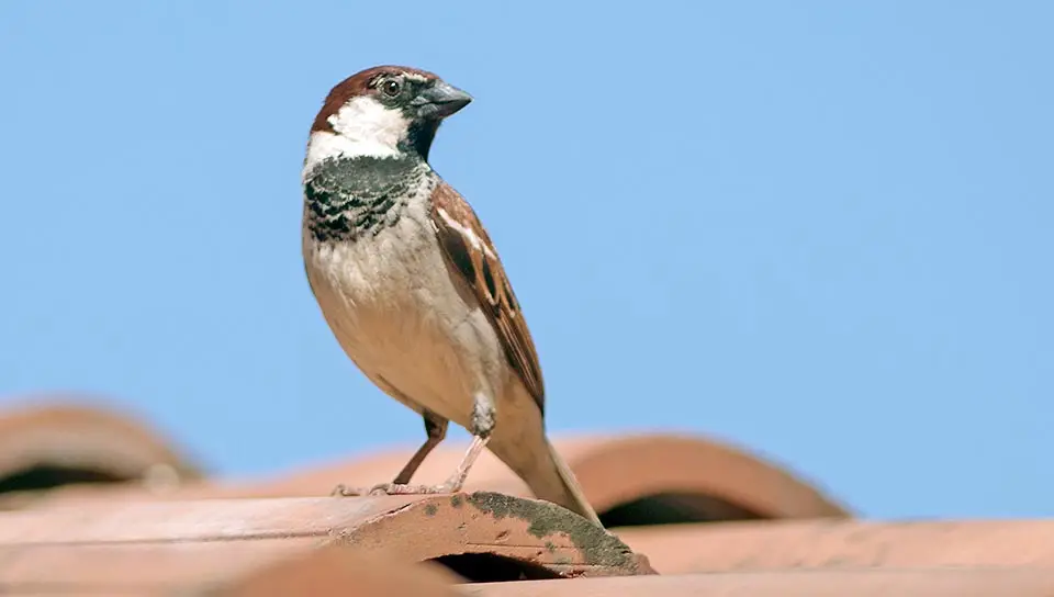 aves bioindicadoras - Qué es un bioindicador y para qué sirve