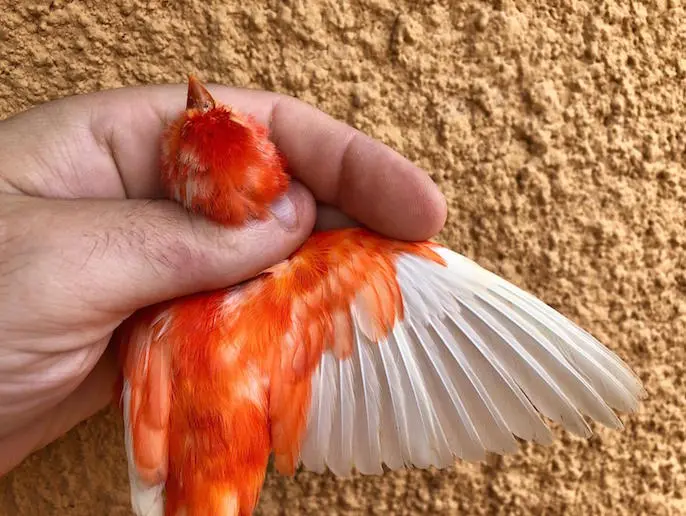 cruza de canarios con otras aves - Qué es un canario mutado