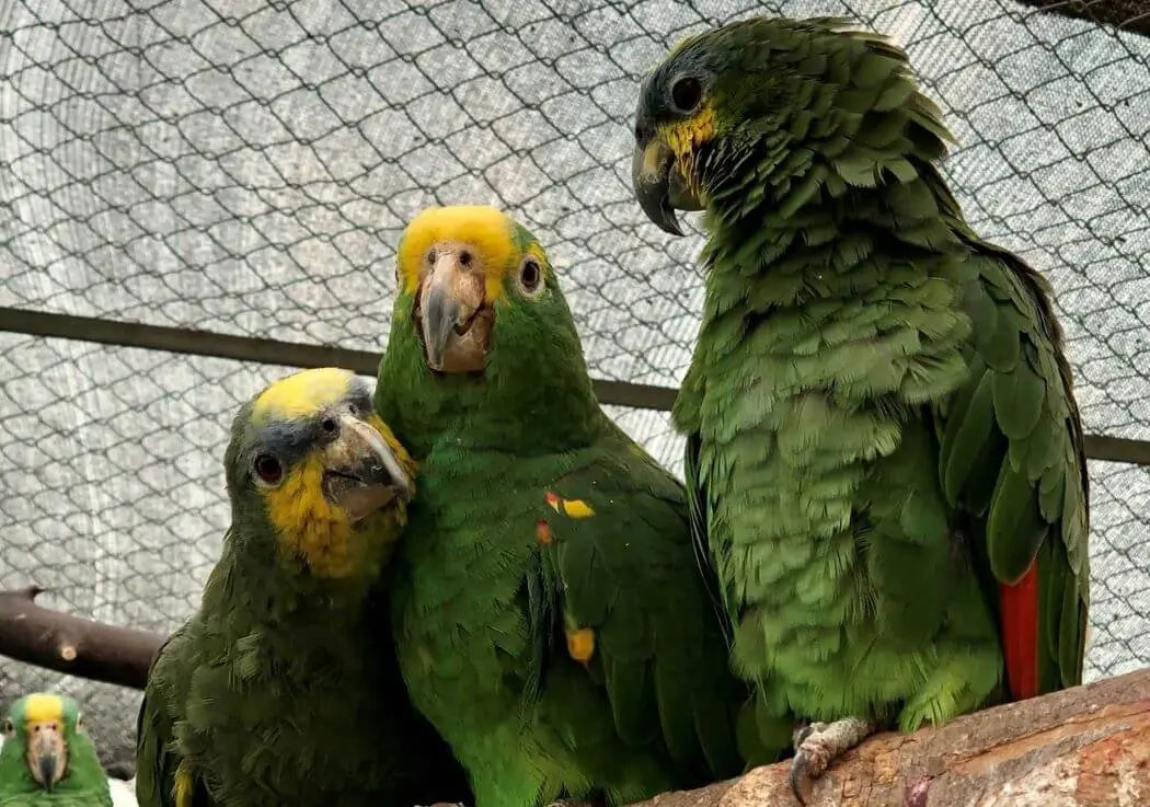 lugares de proteccion de loros en capital - Qué es un centro de conservación