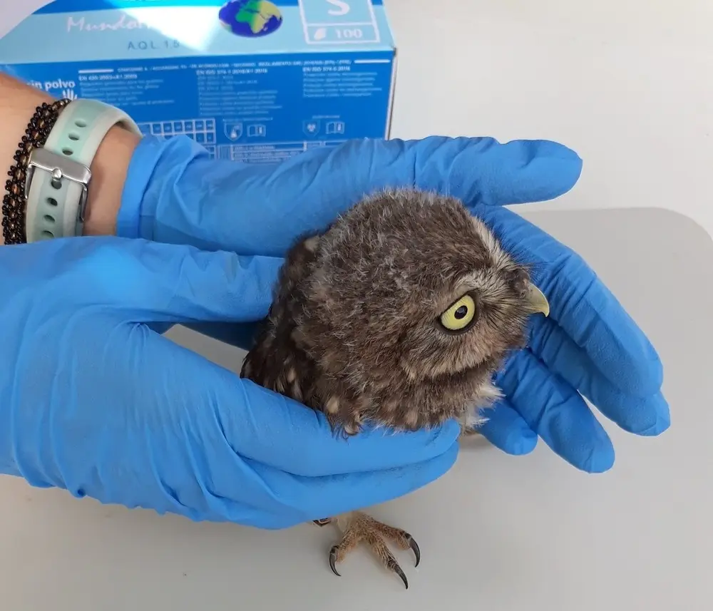 centro de recuperacion de aves - Qué es un centro de rescate