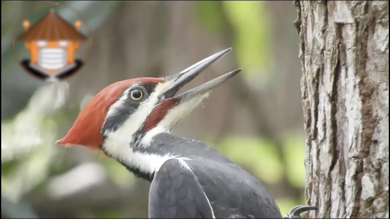 documental pajaro carpintero - Qué es un Chenchere