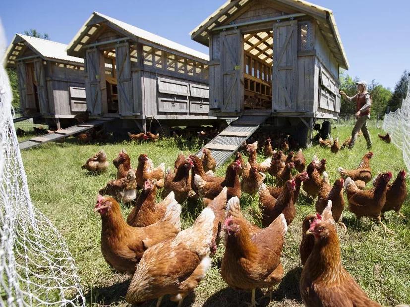 autorizacion para granja de aves - Qué es un establecimiento avícola