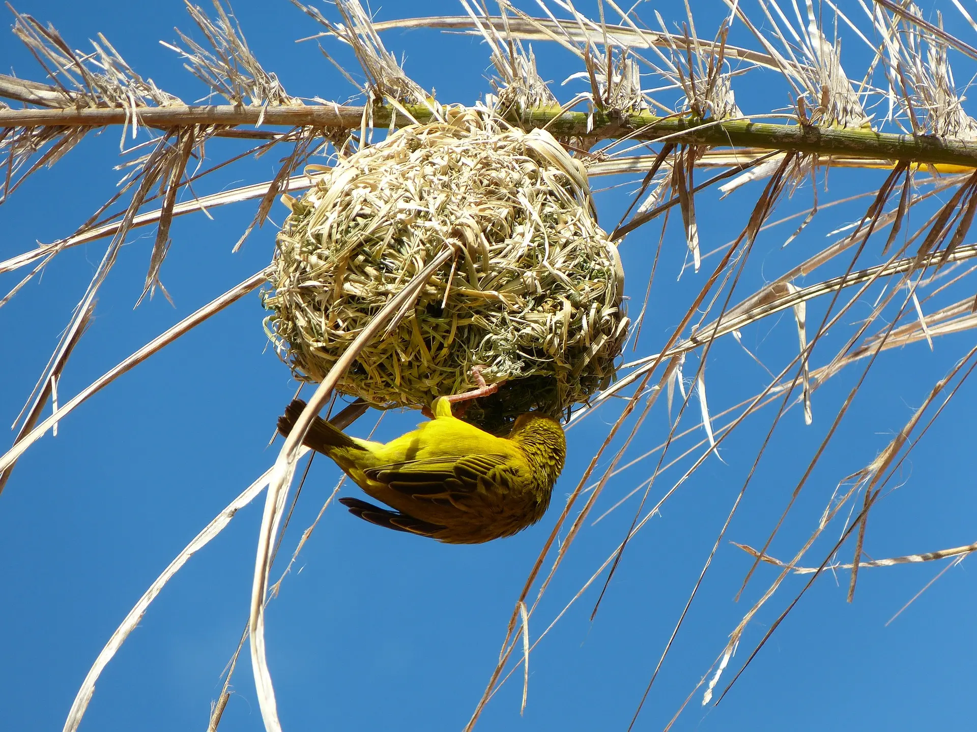 nidos de aves para niños - Qué es un nido para niños