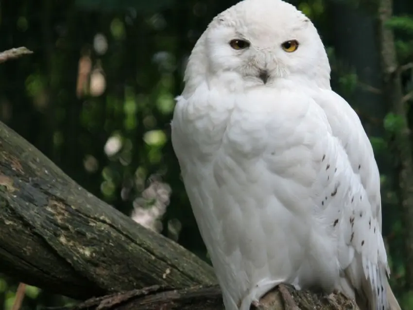 como se llama el pajaro de mal aguero - Qué es un pájaro agorero