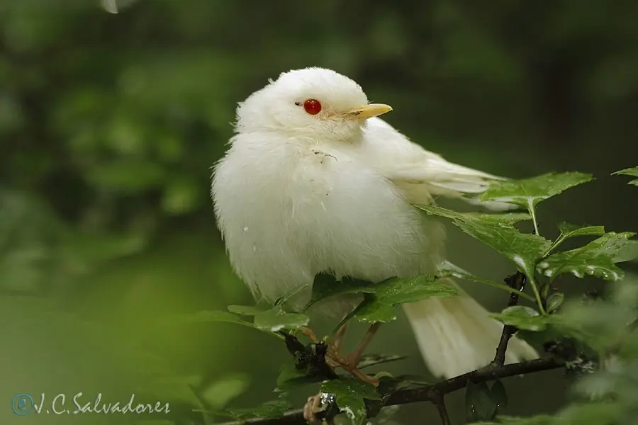 pajaros albinos - Qué es un pájaro albino
