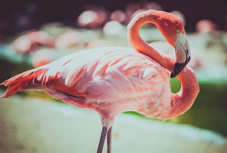 aves rosadas de patas largas como se llaman - Qué es un pájaro rosa