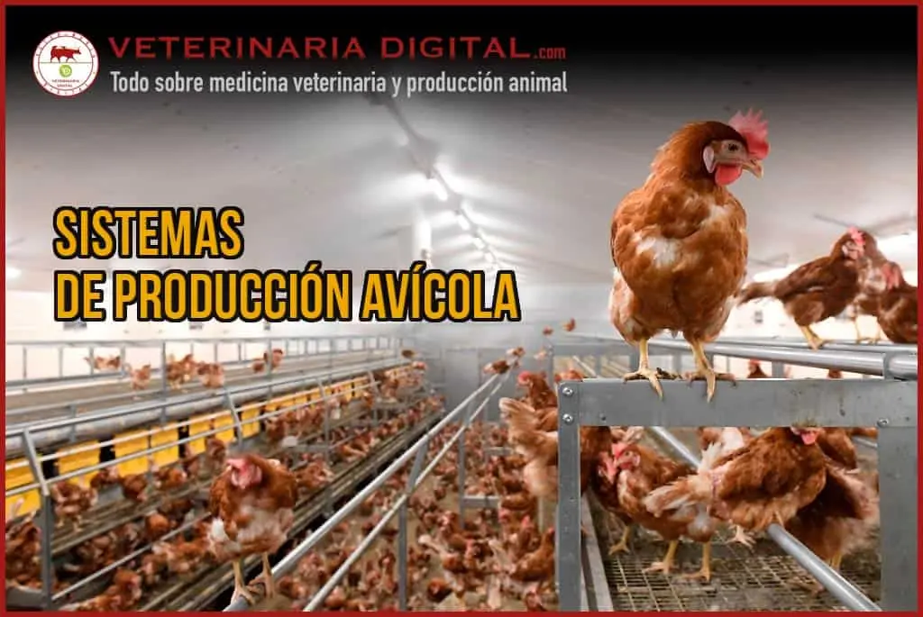 sistema de produccion de aves - Qué es un sistema de producción de aves