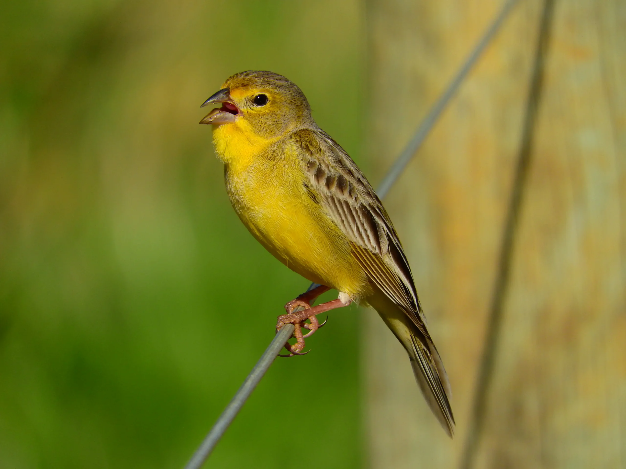 como se llama a la mixto pajaro - Qué es una Cavernera