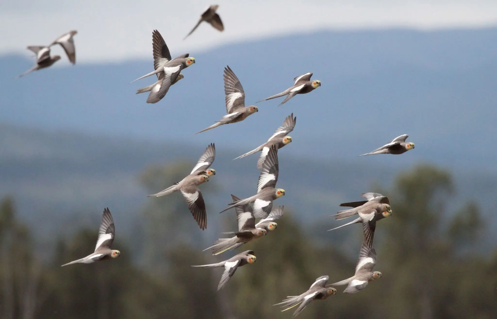 La población de aves: Un indicador de la salud del medio ambiente - Qué es una comunidad de aves poblacion de aves - Qué es una comunidad de aves