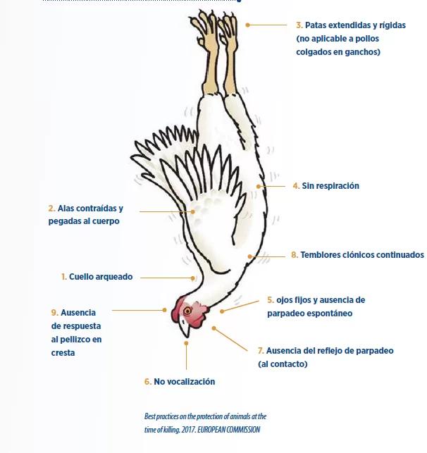 convulsiones en aves - Qué es una convulsión