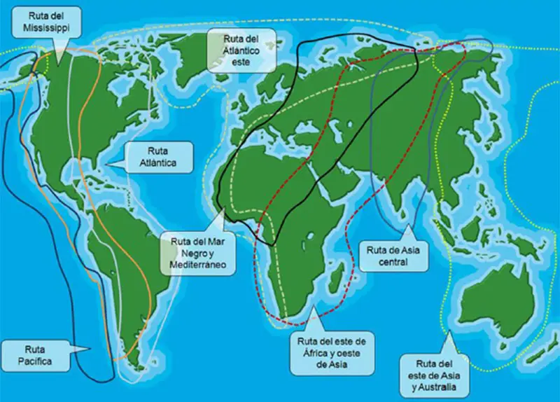 rutas de migracion de las aves - Qué es una ruta de migración