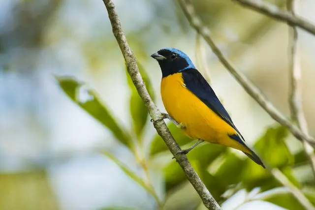 ave de cabeza celeste - Qué es una Tangara en Colombia