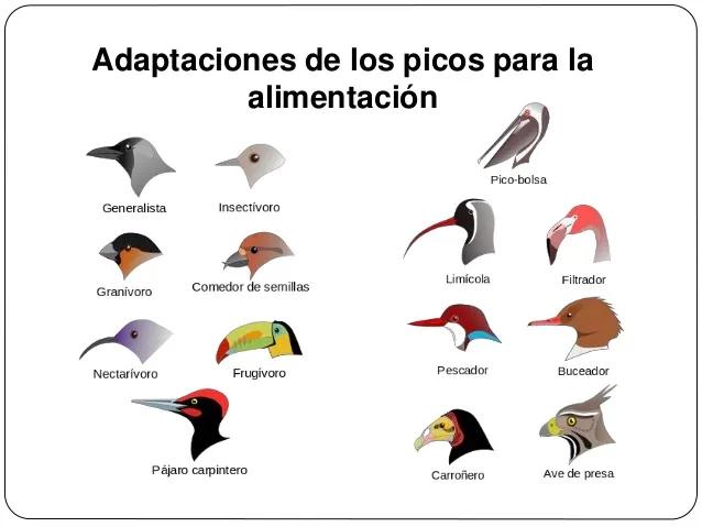 adaptacion para la fecundacion aves - Qué es y cómo se produce la fecundación