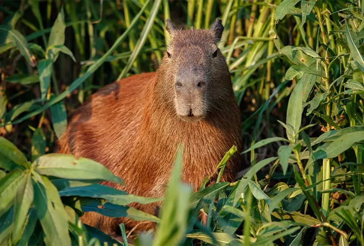 ave herbívoros ejemplos - Qué especies de animales son herbívoros