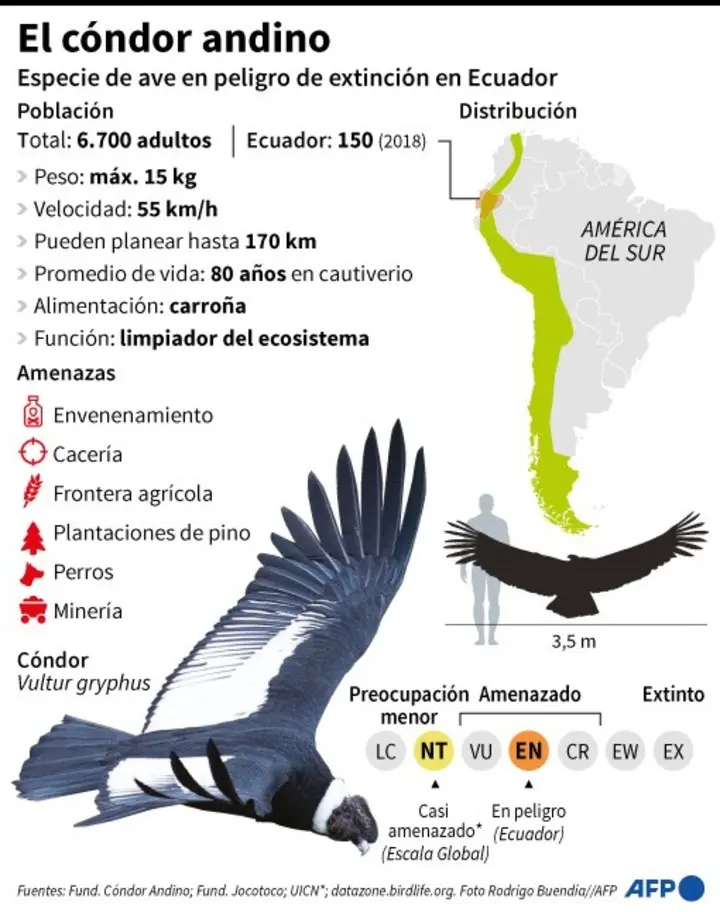 aves en peligro de extincion en salta - Qué especies están en peligro de extincion en Salta