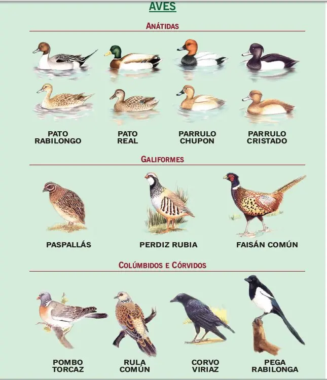 aves para cazar - Qué especies se pueden cazar