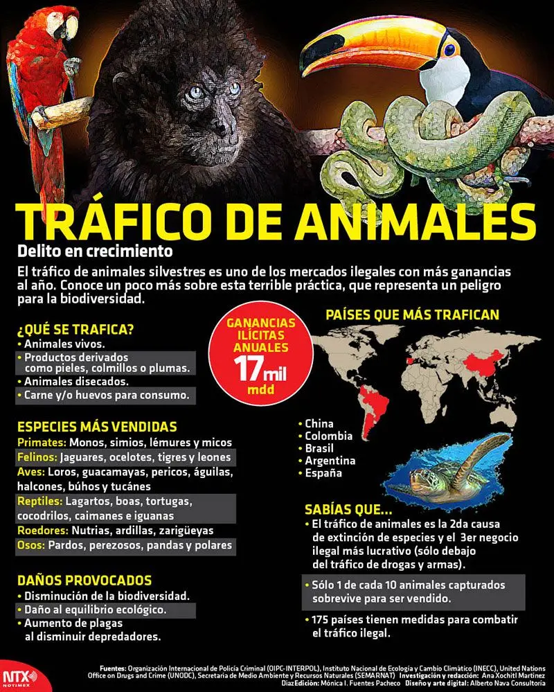 afiche publicitario de trafico ilegal de aves silvestres - Qué especies son las más traficadas