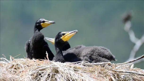 aves afectadas por la contaminación - Que está afectando la muerte de las aves