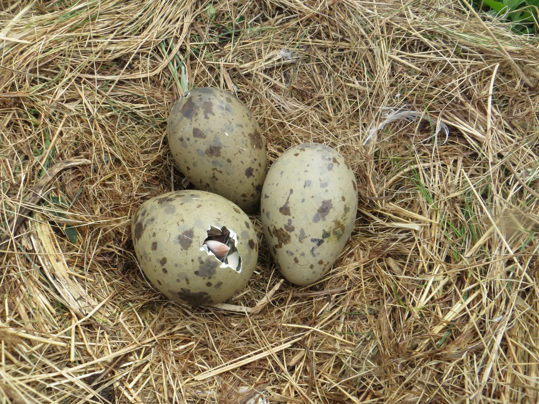 Estudio de los huevos de aves: Oología - Qué estudia los huevos de las aves estudio de los huevos de aves - Qué estudia los huevos de las aves