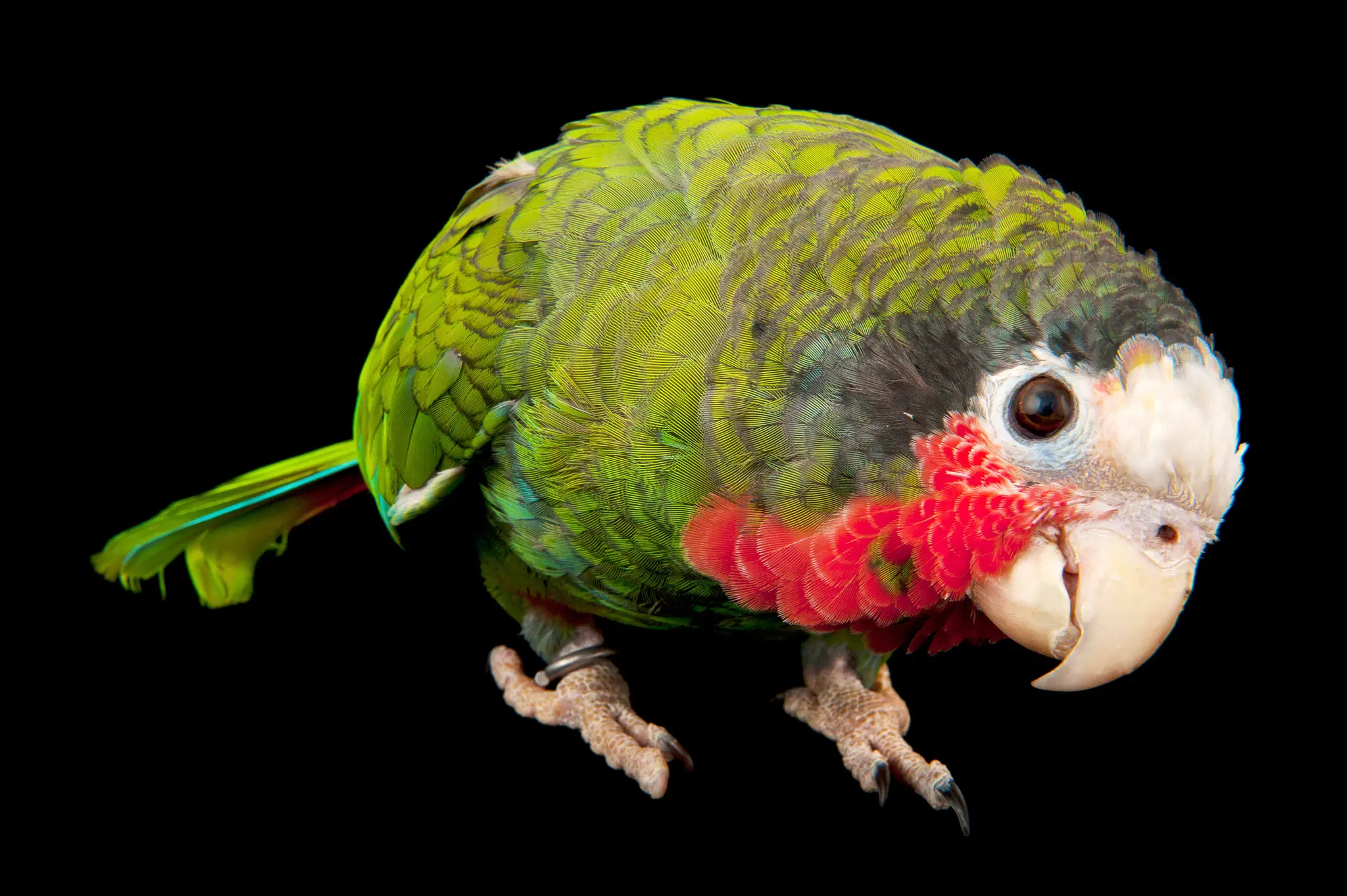 Los loros son aves: características y diversidad - Qué familia pertenecen los loros los loros son aves - Qué familia pertenecen los loros