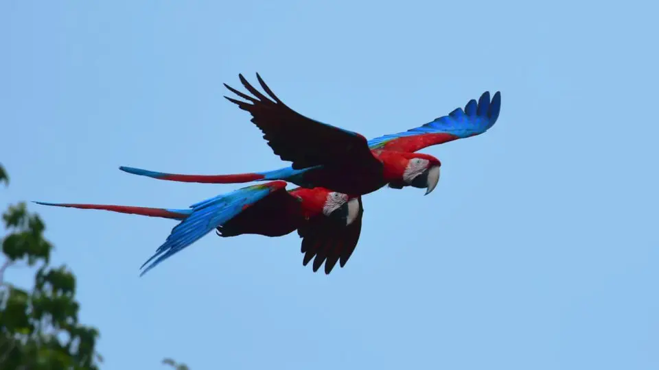 animales de los esteros del ibera aves - Qué flora y fauna hay en los Esteros del Iberá