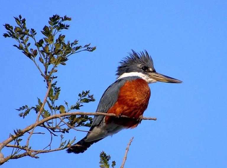 aves autoctonas de neuquen - Qué flora y fauna hay en Neuquén