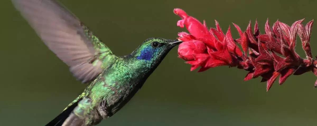 polinizacion por aves - Qué flores son polinizadas por aves