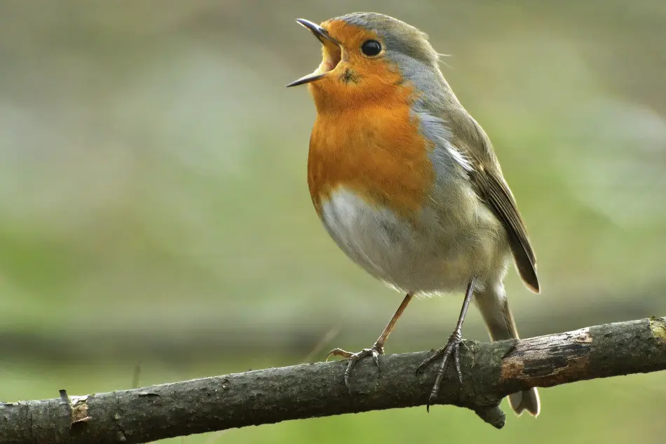 sonidos de pajaros gratis - Qué frecuencia escuchan los pájaros