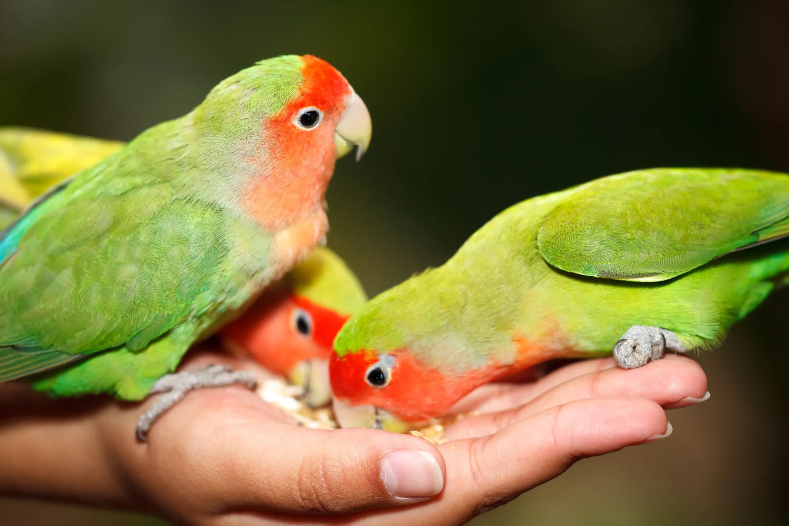 agapones aves alimentacion - Qué frutas y verduras pueden comer los inseparables