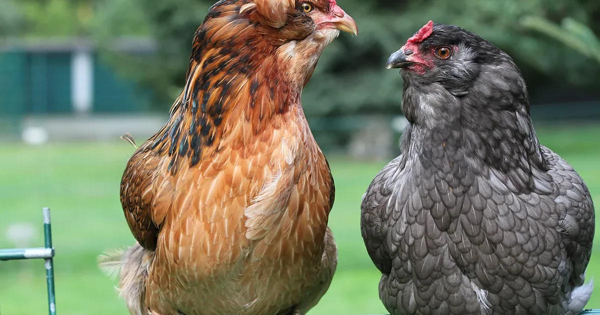 aves de huevos verdes - Qué gallinas ponen huevos azules y verdes
