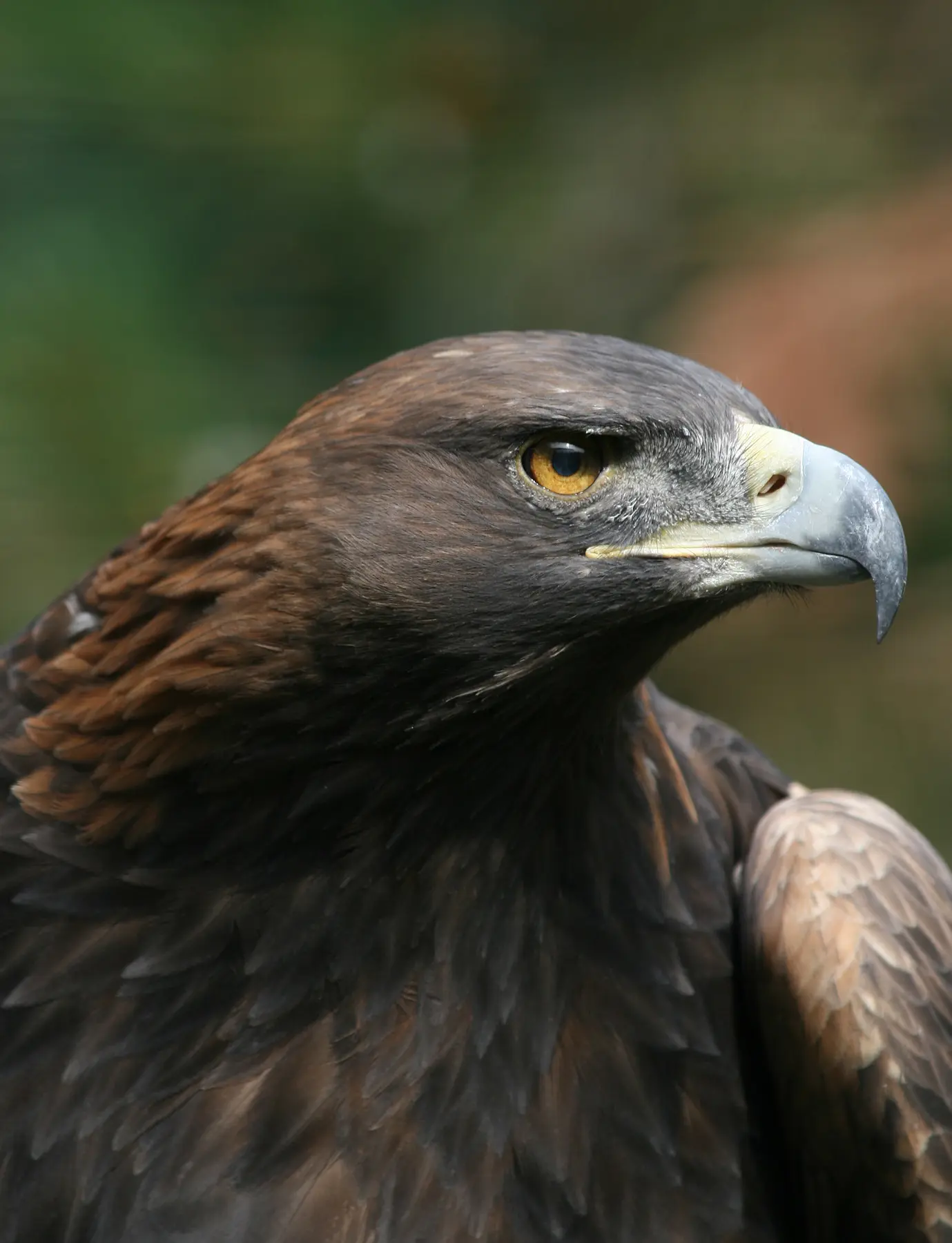 El águila pertenece al grupo de las aves - Qué grupo pertenece el águila aguila pertenece al grupo de las aves - Qué grupo pertenece el águila